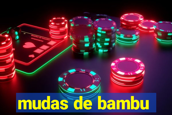 mudas de bambu